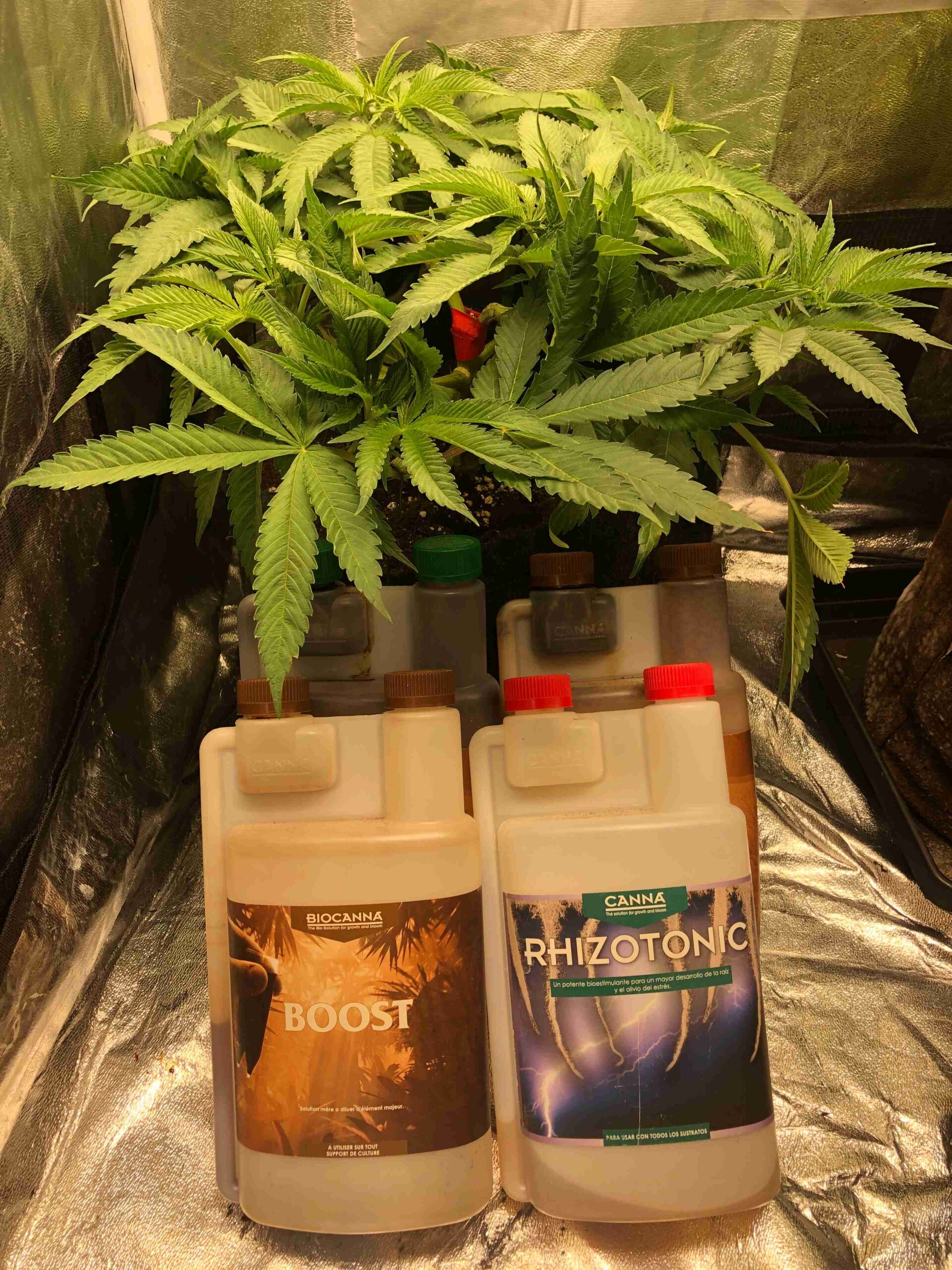 Applying fertilizer to cannabis plants.