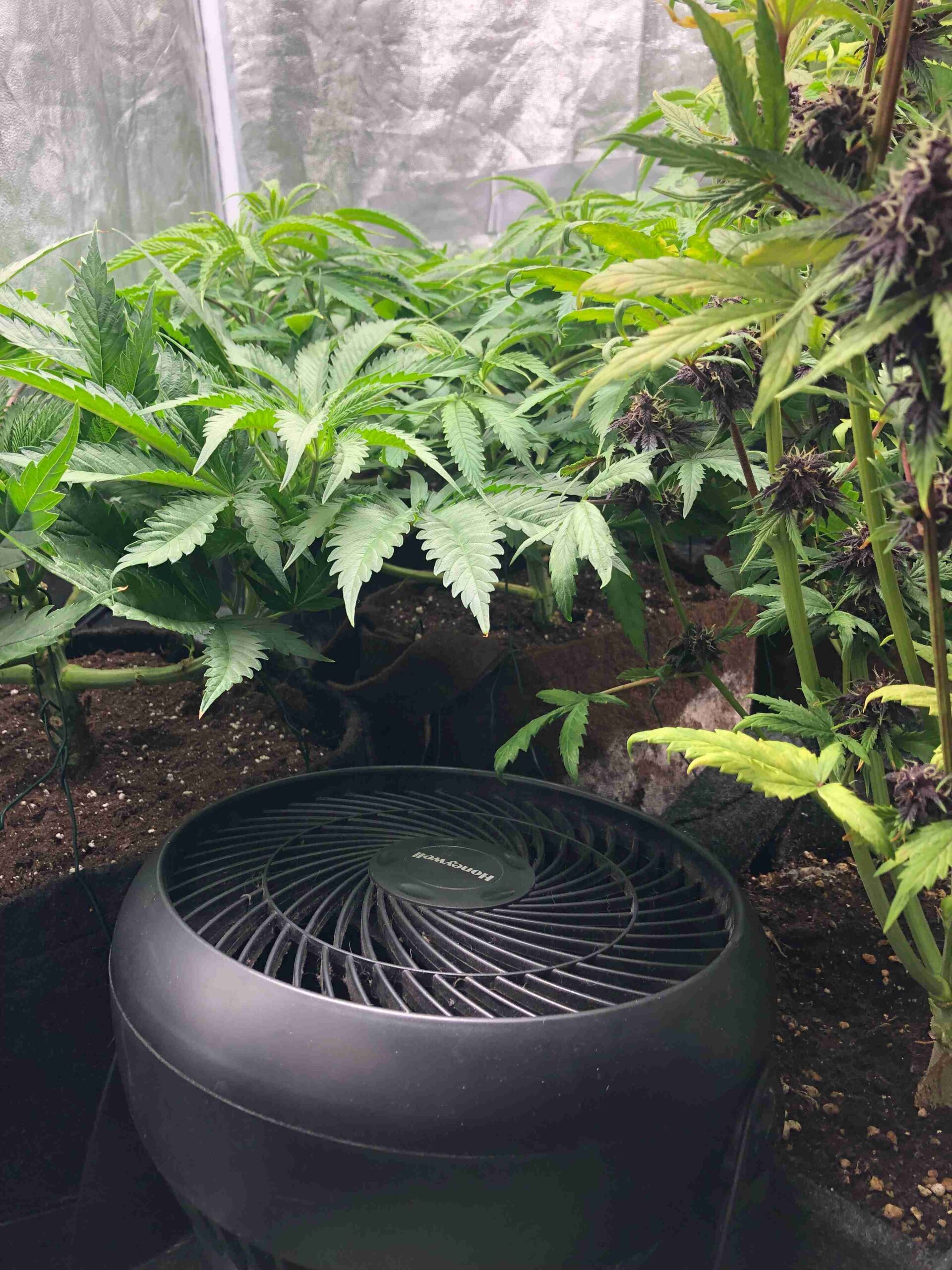 Ventilation system in a cannabis grow area.