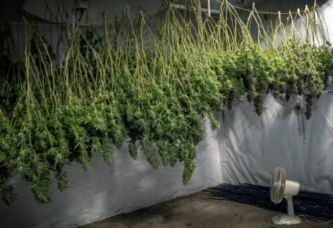 Drying and curing cannabis buds.