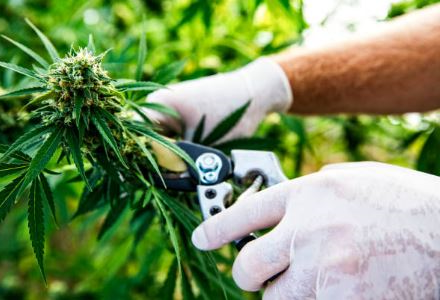 Harvesting ripe cannabis plants.